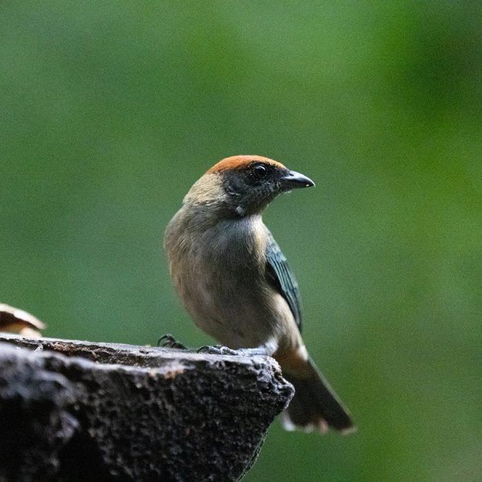 TOUR DE INTERPRETACIÓN AMBIENTAL ENFOCADO EN AVES - Imagen 2