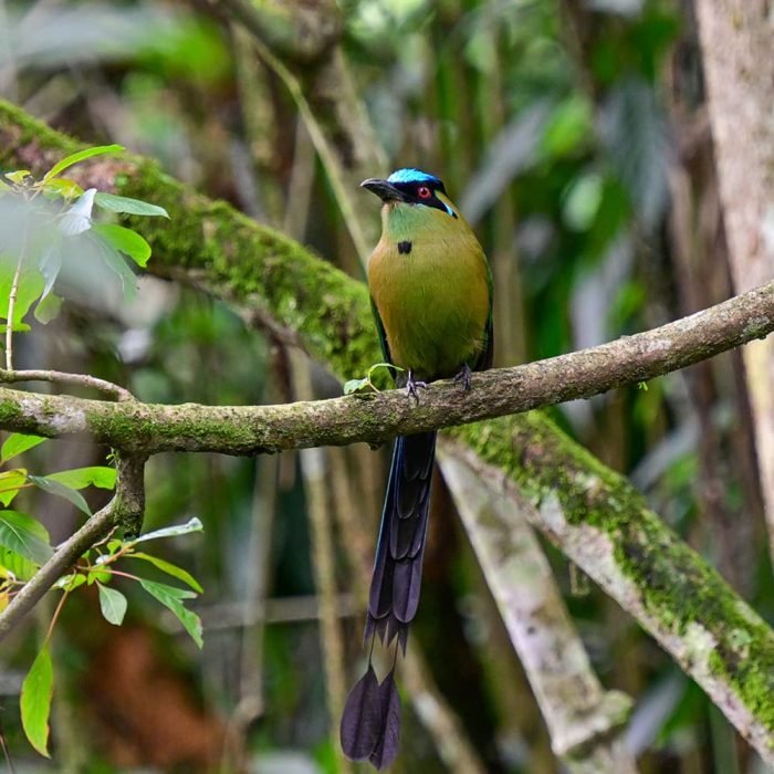 TOUR DE INTERPRETACIÓN AMBIENTAL ENFOCADO EN AVES - Imagen 8