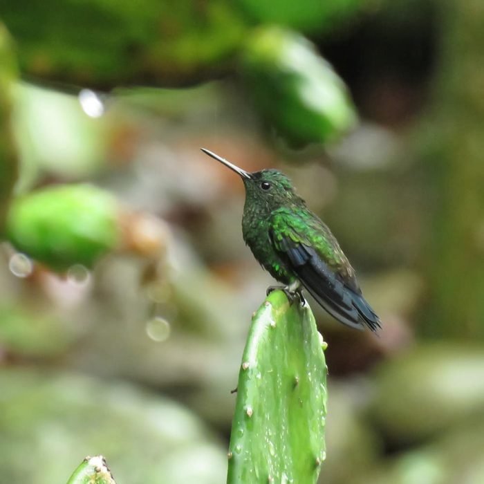 TOUR DE INTERPRETACIÓN AMBIENTAL ENFOCADO EN AVES - Imagen 7
