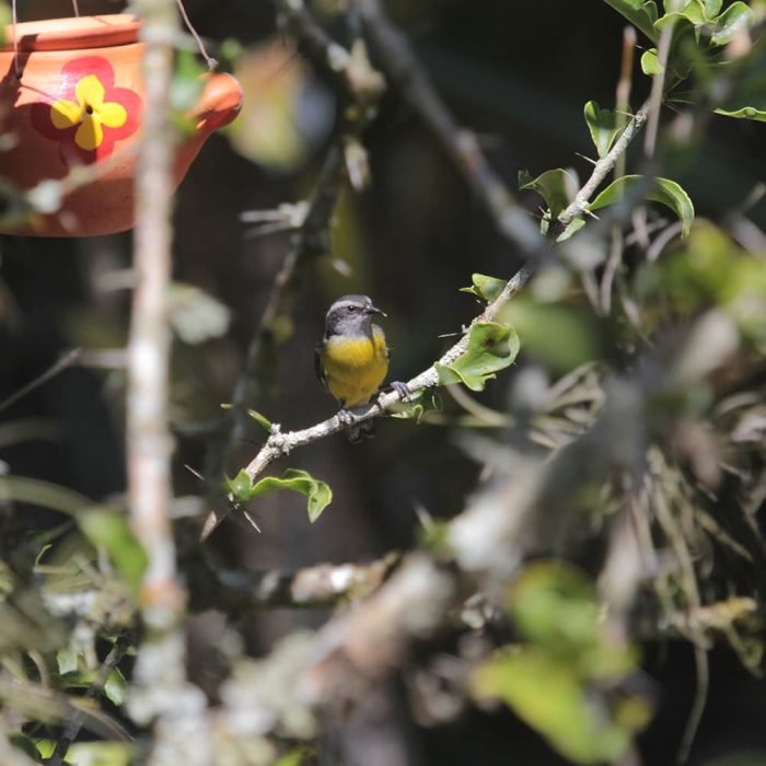 TOUR DE INTERPRETACIÓN AMBIENTAL ENFOCADO EN AVES - Imagen 9