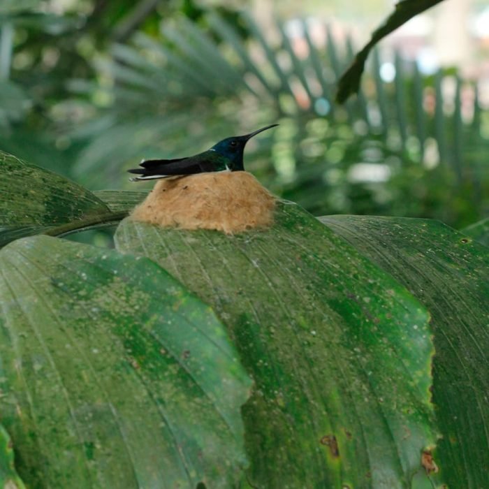 TOUR DE INTERPRETACIÓN AMBIENTAL ENFOCADO EN AVES - Imagen 5