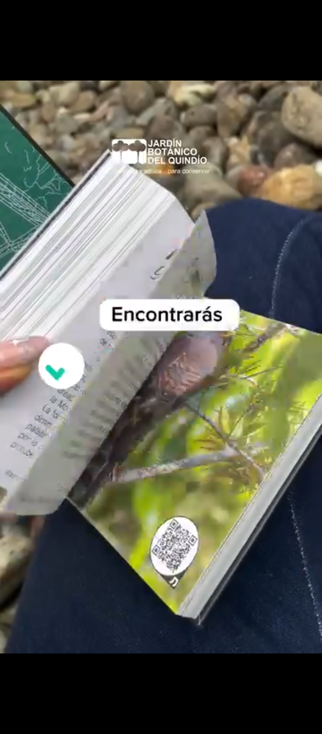 CIEN AVES EN EL CORAZÓN DE LOS ANDES DE QUINDÍO segunda edición - Imagen 4