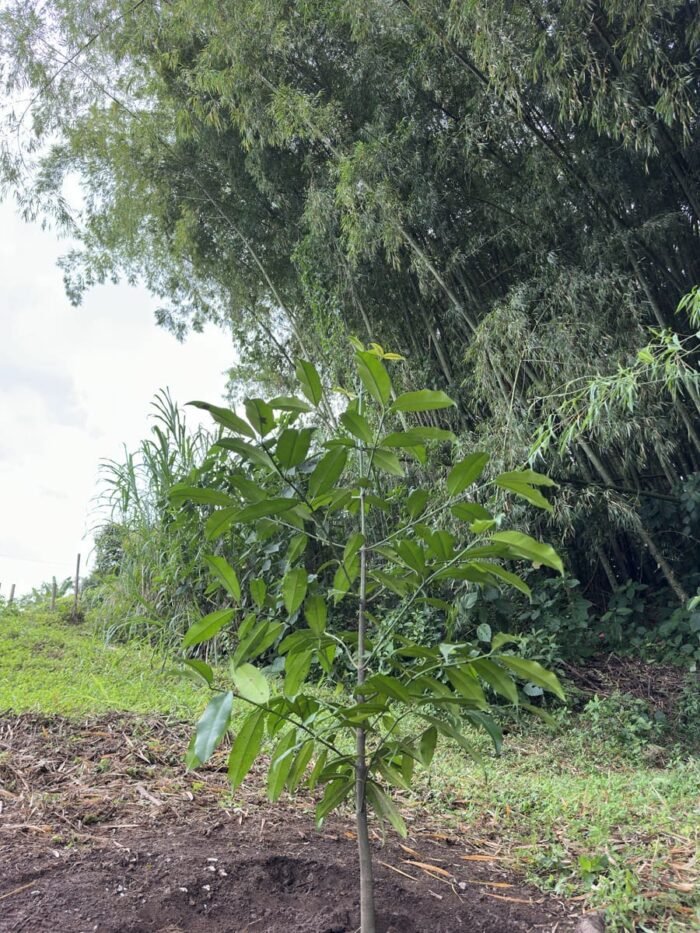 Dona por un bosque en el Quindío. / Donate for a forest in Quindío. - Imagen 3