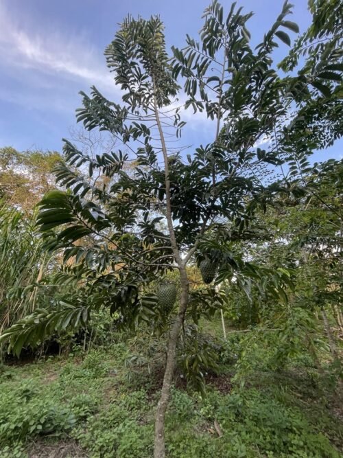 Dona por un bosque en el Quindío. / Donate for a forest in Quindío.